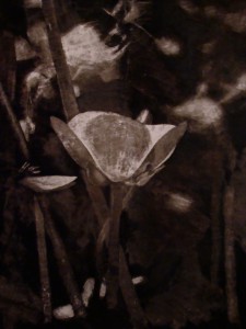 2013/ 95x120cm
collection privée