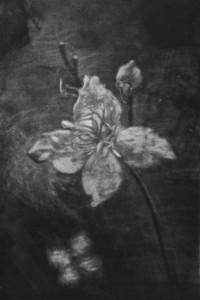 2014/ 50x70cm
collection privée
